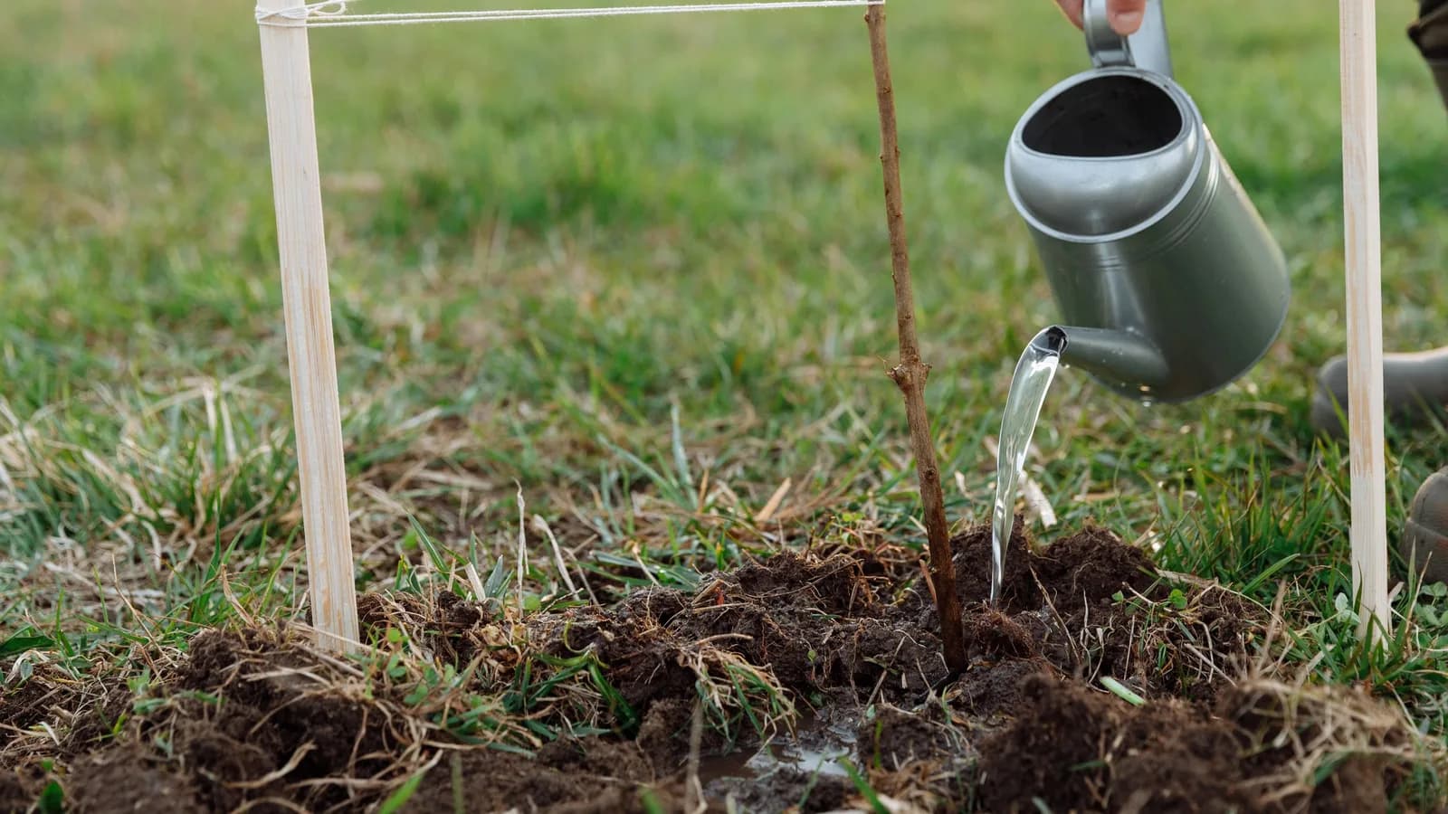 Un arrosoir qui arrose un jeune arbre fraîchement planté